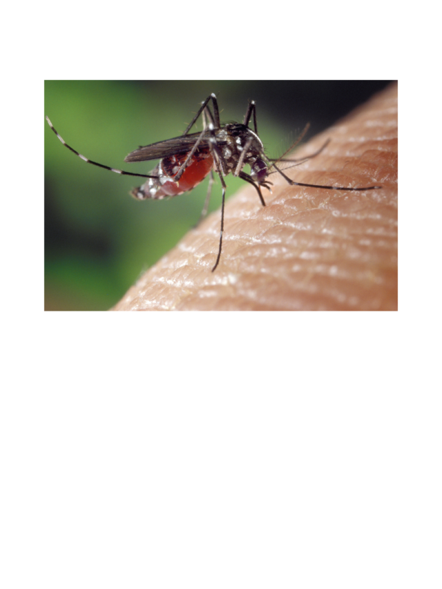 West nile fever new fever in india