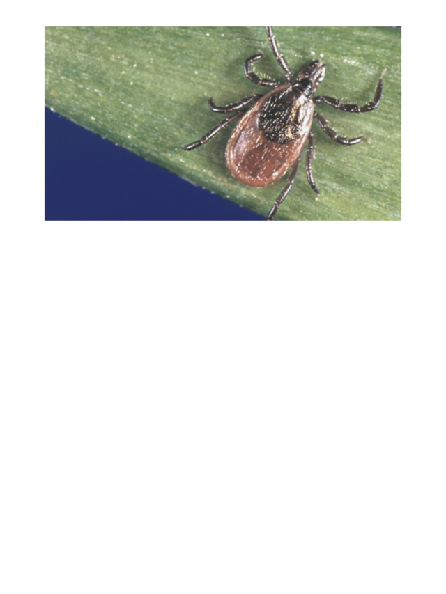 what is Powassan virus in hindi