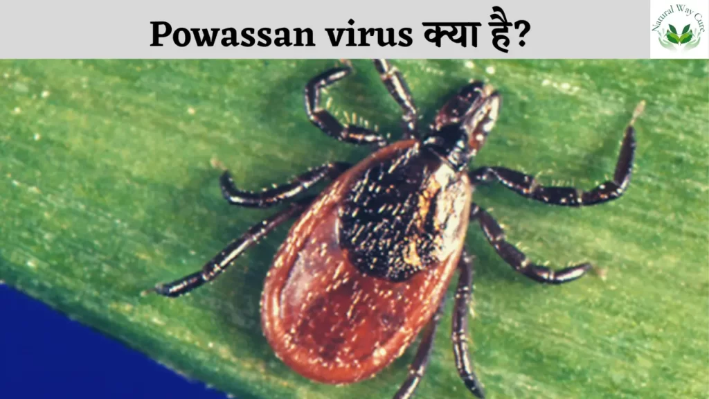Powassan virus in hindi