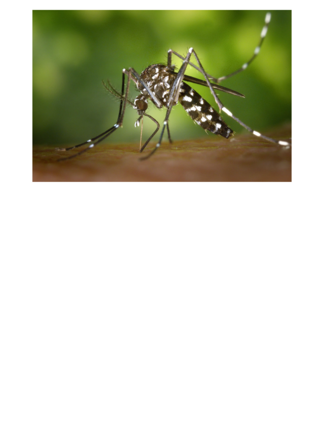तेलंगाना में मिला Zika Virus