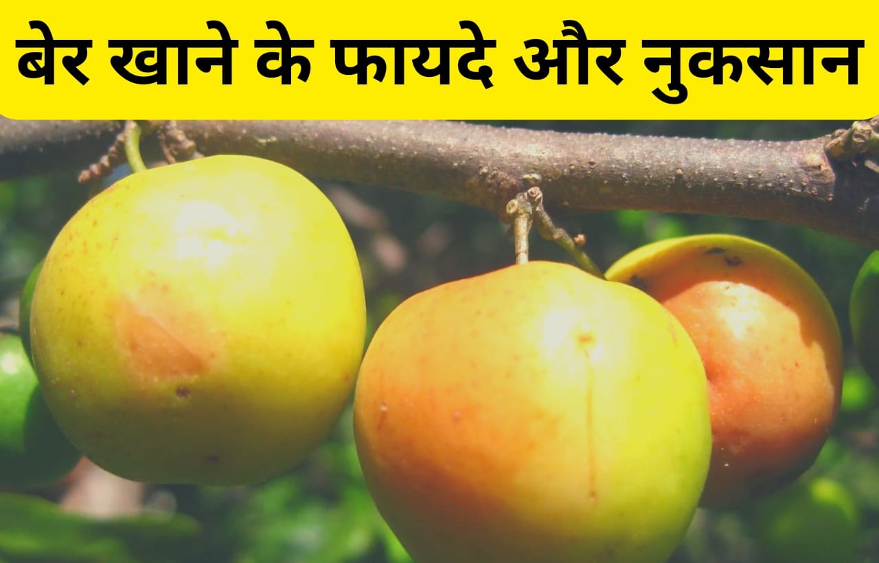 Ber khane ke fayde aur nuksan in hindi