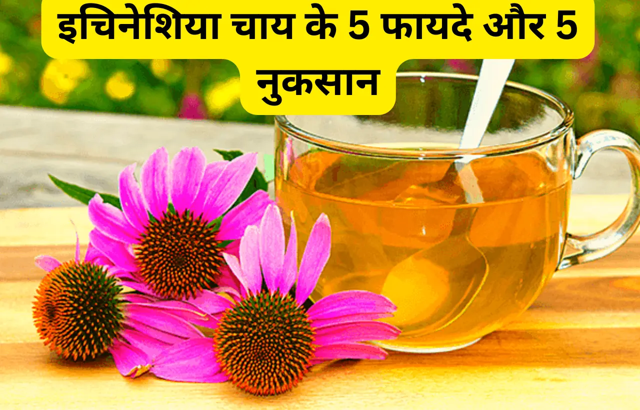 Echinacea tea chay ke fayde aur nuksan in hindi