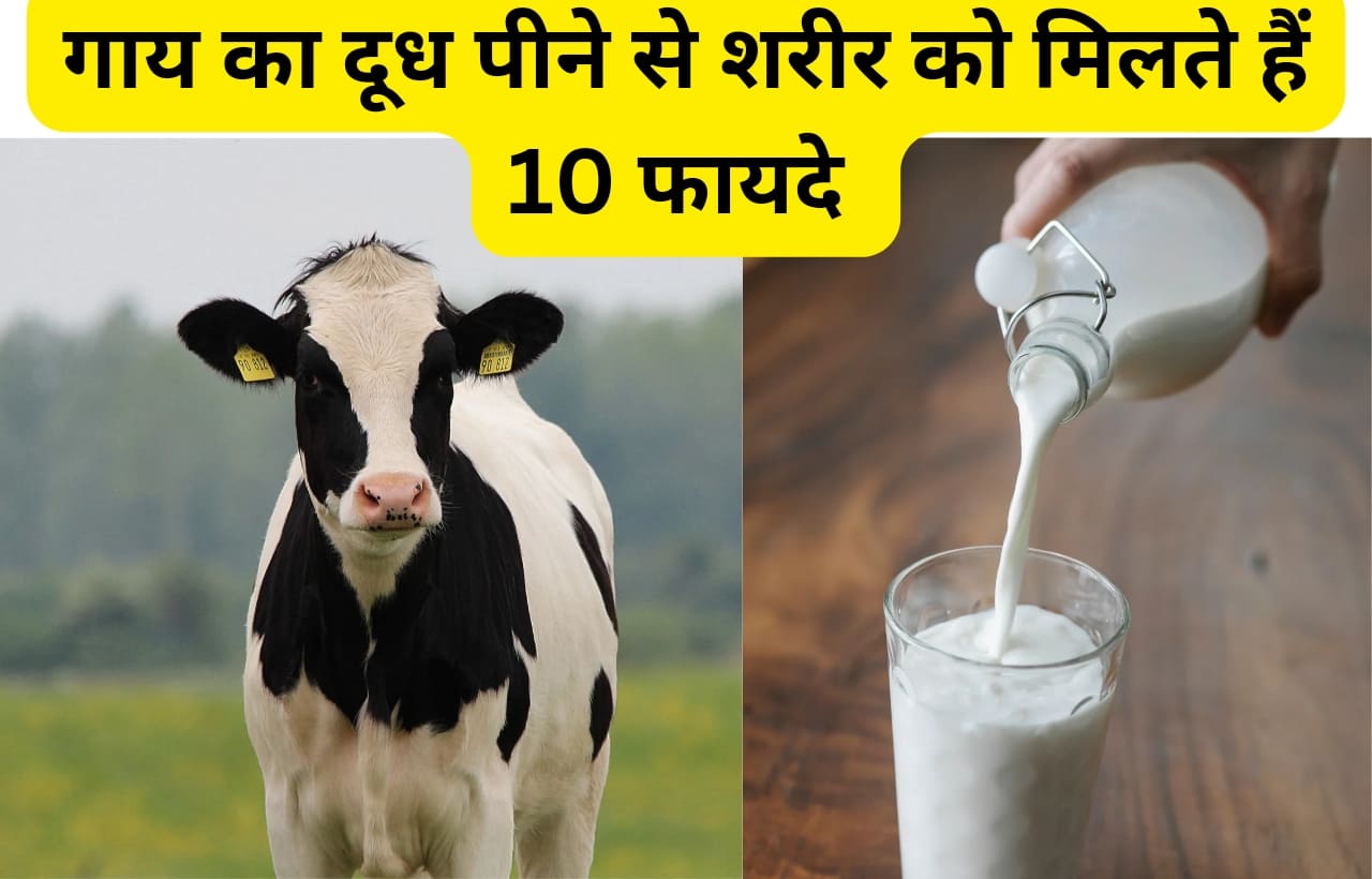Gay cow ka doodh milk pine ke fayde in hindi