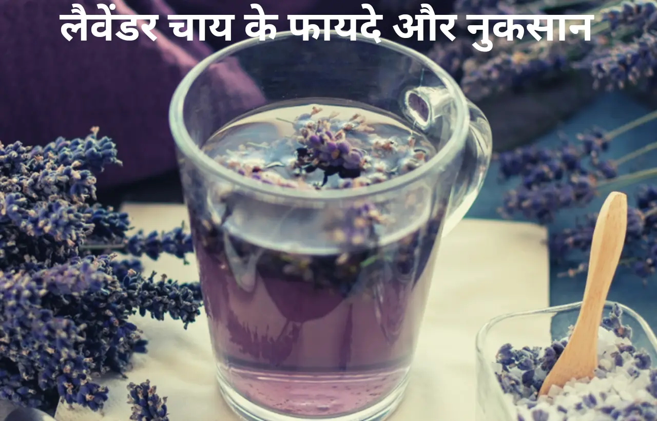 Lavender tea chay pine ke fayde aur nuksan in hindi