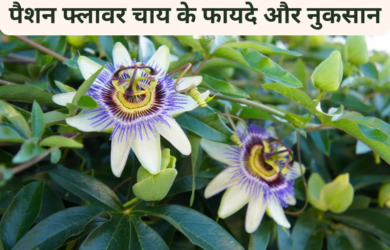 Passion flower chai tea pine ke fayde aur nuksan in hindi