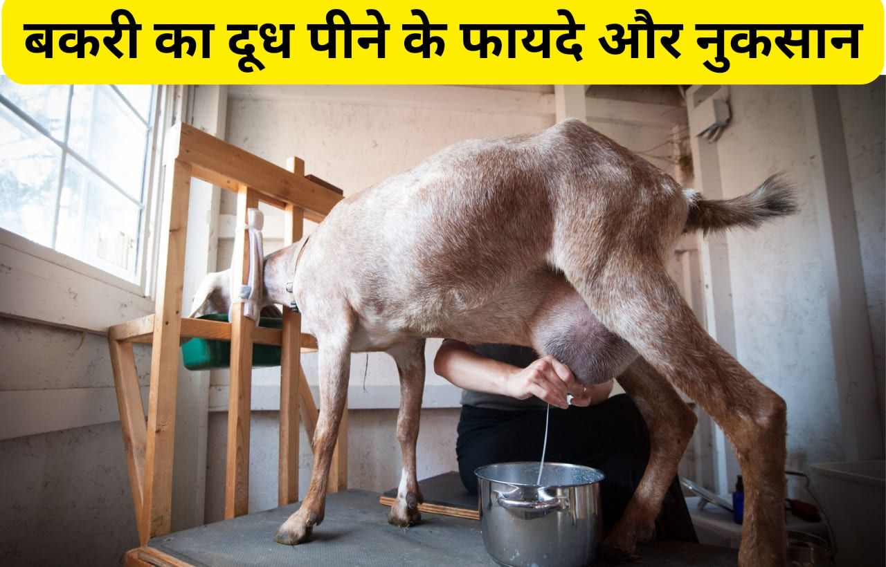 benefits of goat milk in hindi