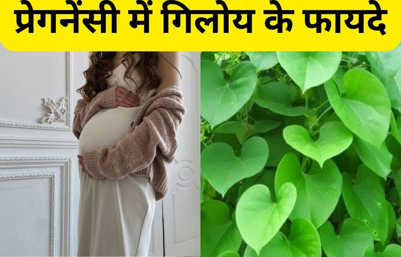 pregnancy me giloy kha sakte hai in hindi
